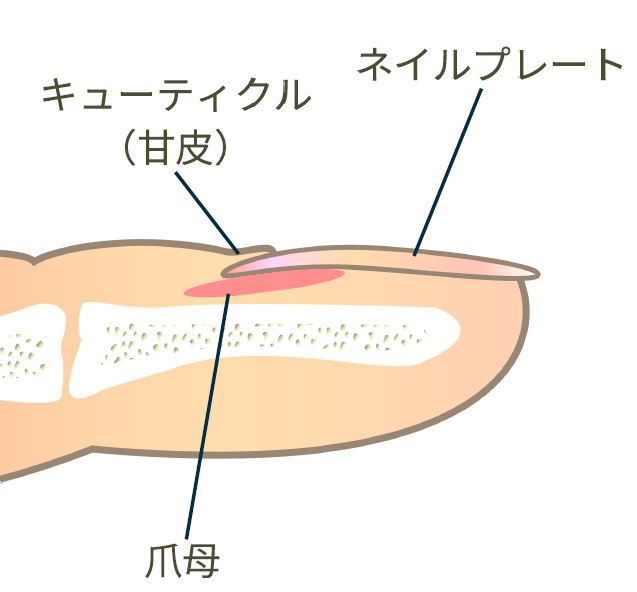 爪の構造の写真